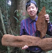 worlds largest fungus China