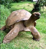 Jonathan the tortoise oldest living animal