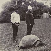 Jonathan the tortoise the world's oldest living animal