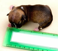 worlds smallest puppy Beyonce