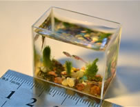 world's smallest aquarium by Anatoly Konenko