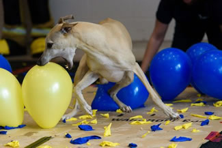 Toby the whippet, age 9, beat the Guinness World Record for popping 100 balloons in the fastest time, a record previously held by Twinkie the Jack Russell terrier.